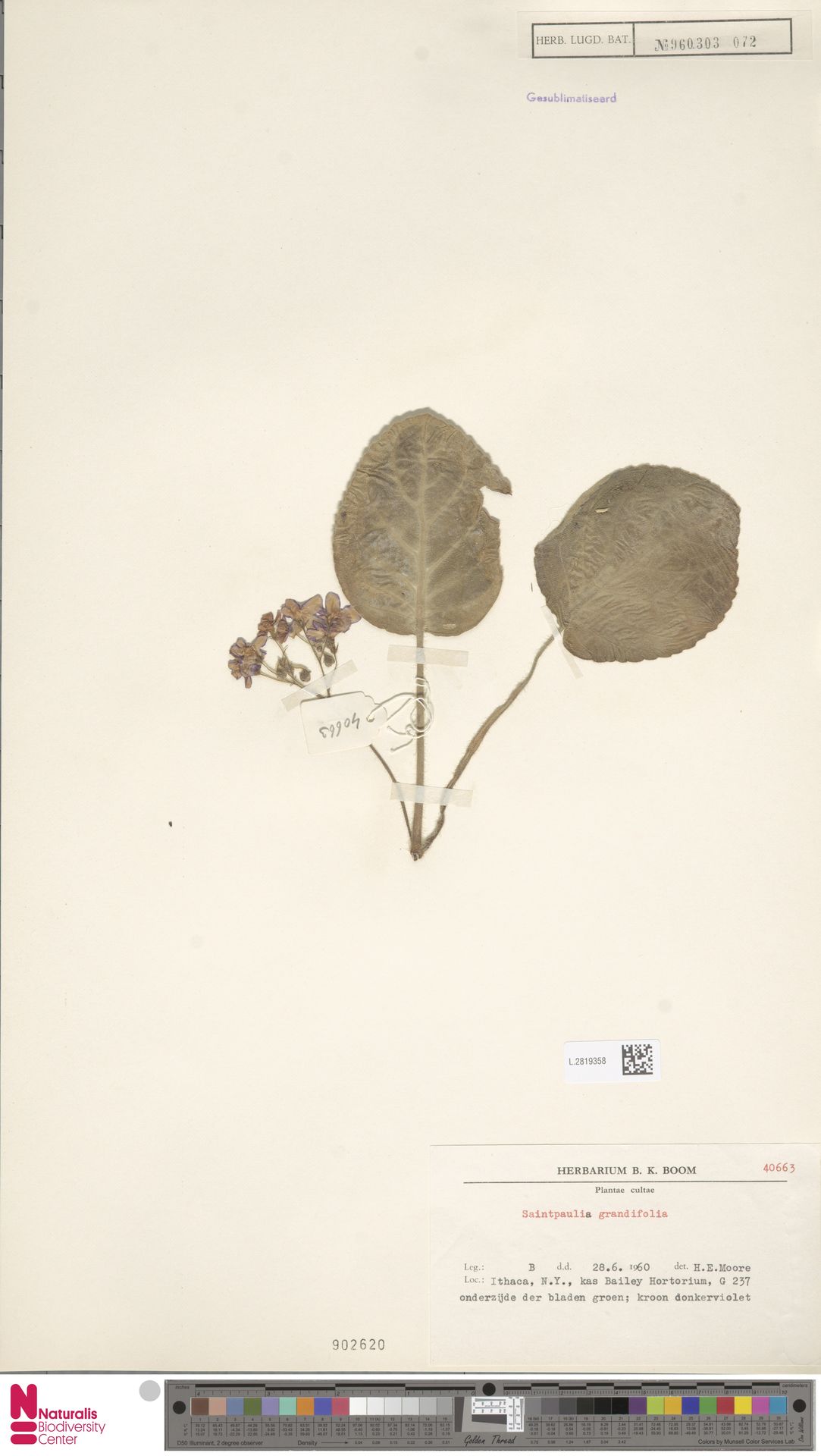Violeta Africana de Flor Grande