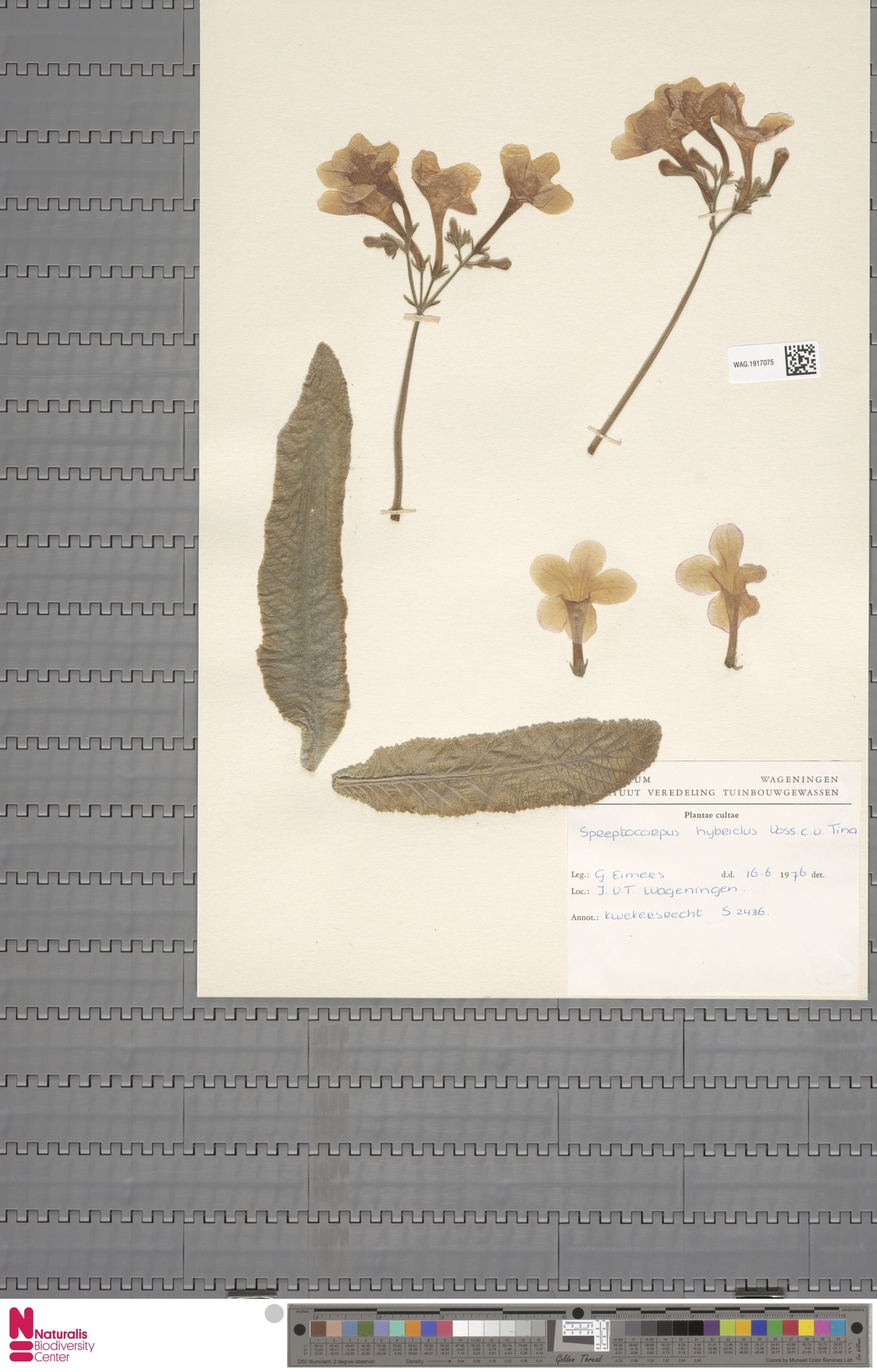 Prímula do Cabo Roxa (Streptocarpus)