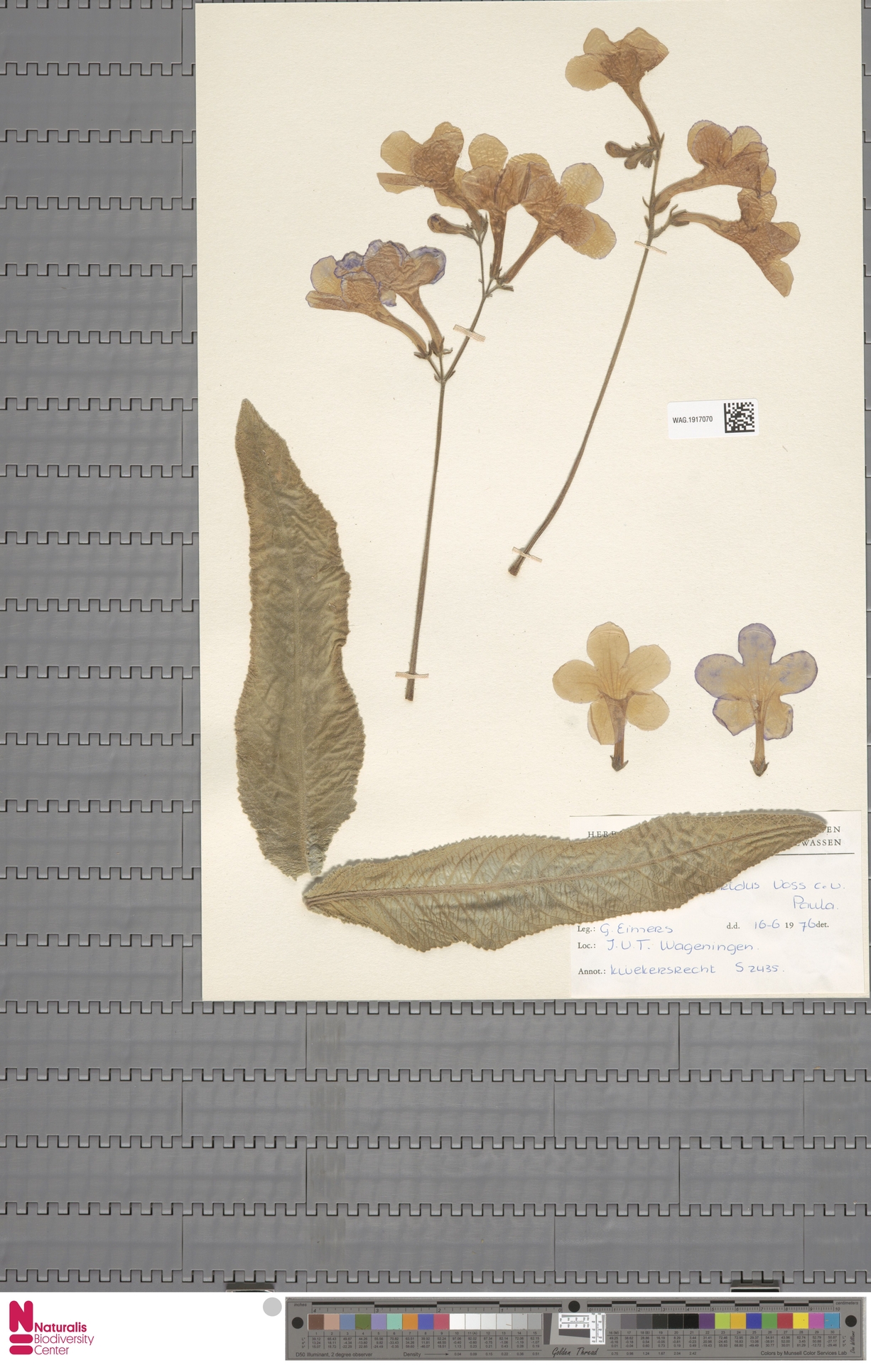 Prímula do Cabo Roxa (Streptocarpus)