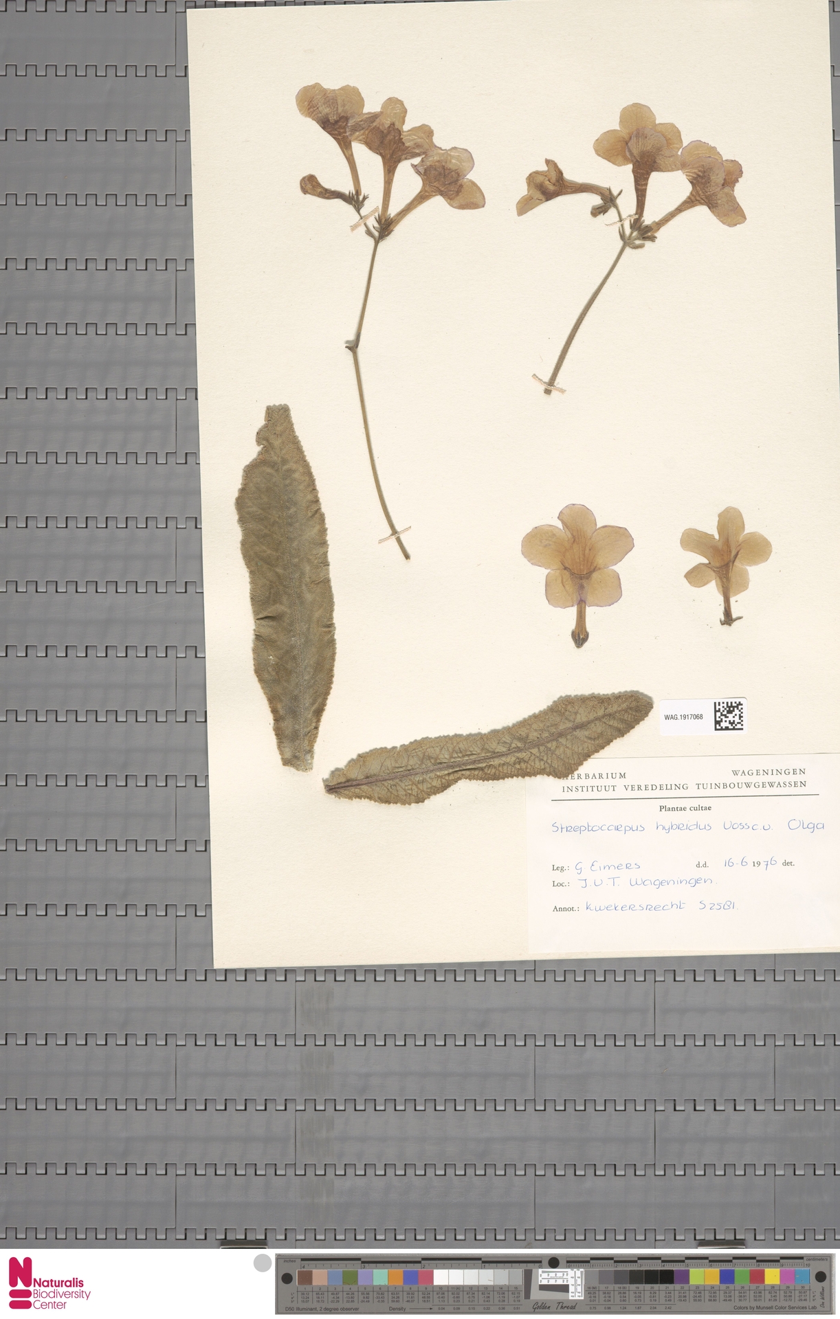 Prímula do Cabo Roxa (Streptocarpus)