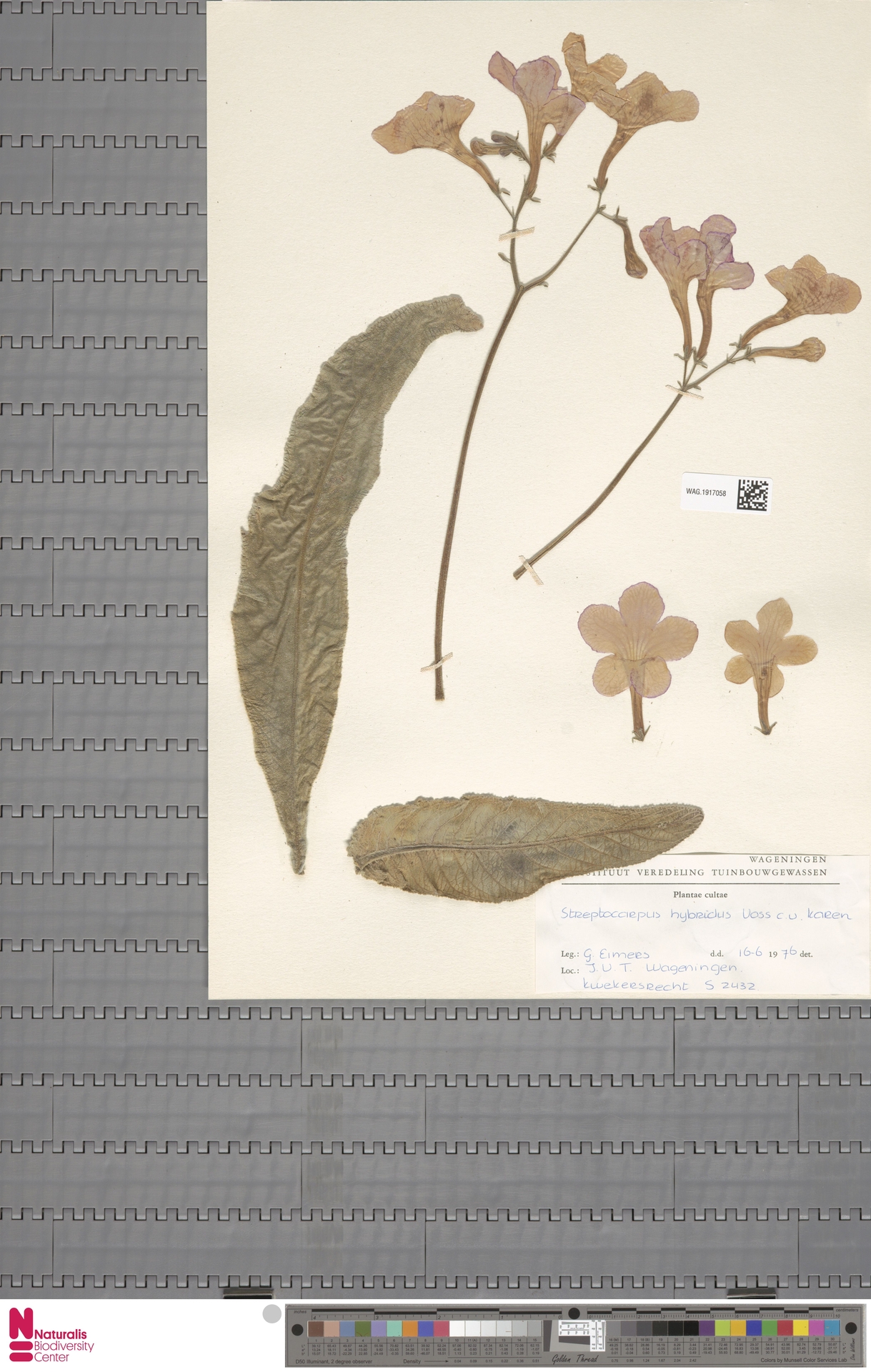 Prímula do Cabo Roxa (Streptocarpus)