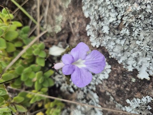 Streptocarpus Falso-Miosótis