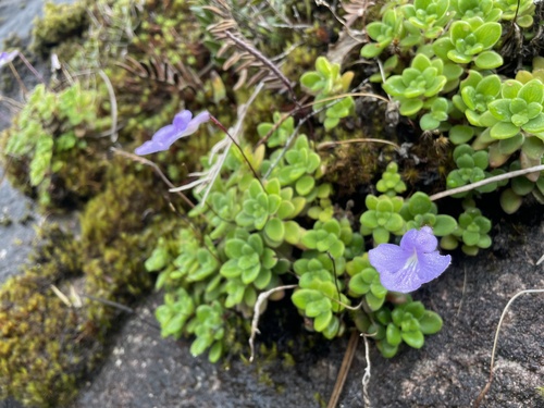 Streptocarpus Falso-Miosótis