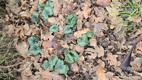 Cíclame Hederifolium de Vaso