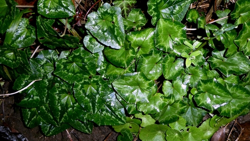 Cíclame Hederifolium de Vaso