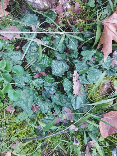 Cíclame Hederifolium de Vaso