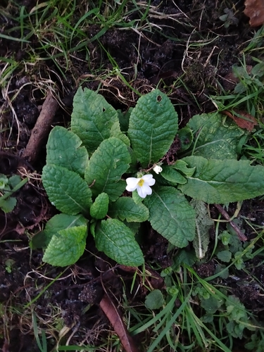 Prímula de Vaso Amarela (Primrose)