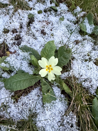 Prímula de Vaso Amarela (Primrose)