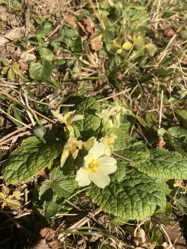 Prímula de Vaso Amarela (Primrose)