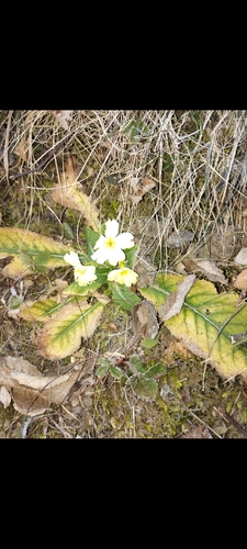 Prímula de Vaso Amarela (Primrose)