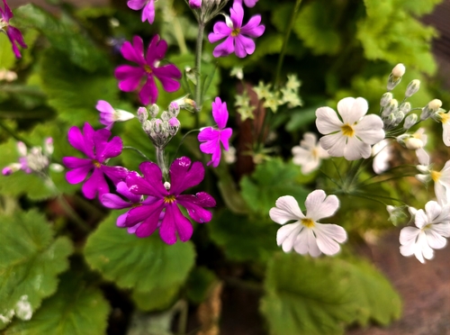 Prímula de Vaso Suave (Fairy Primrose)