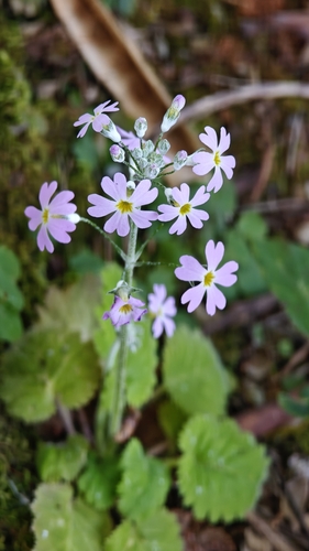 Prímula de Vaso Suave (Fairy Primrose)