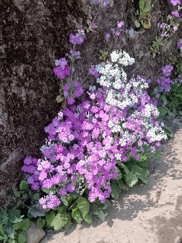 Prímula de Vaso Suave (Fairy Primrose)