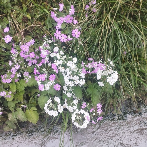 Prímula de Vaso Suave (Fairy Primrose)