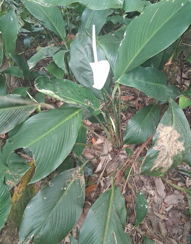 Lírio-da-paz Gigante Sensation