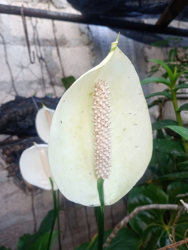 Lírio-da-paz Mauna Loa
