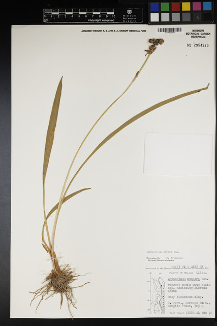 Antúrio Branco de Vaso