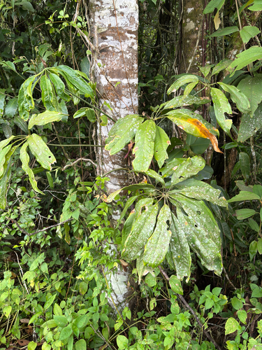 Antúrio Bicolor de Vaso