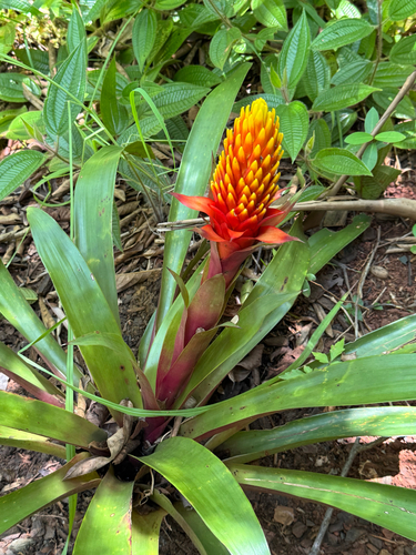 Bromélia Guzmânia Conífera