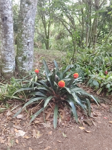 Bromélia Guzmânia Conífera