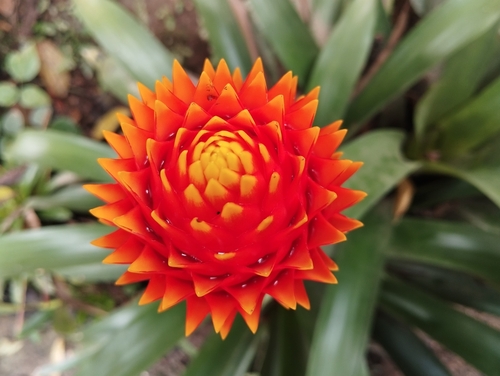 Bromélia Guzmânia Conífera