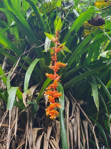 Bromélia Guzmânia Amarela