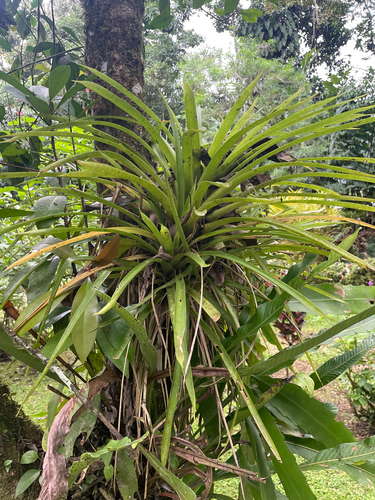 Bromélia Guzmânia Amarela