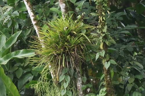 Bromélia Guzmânia Amarela