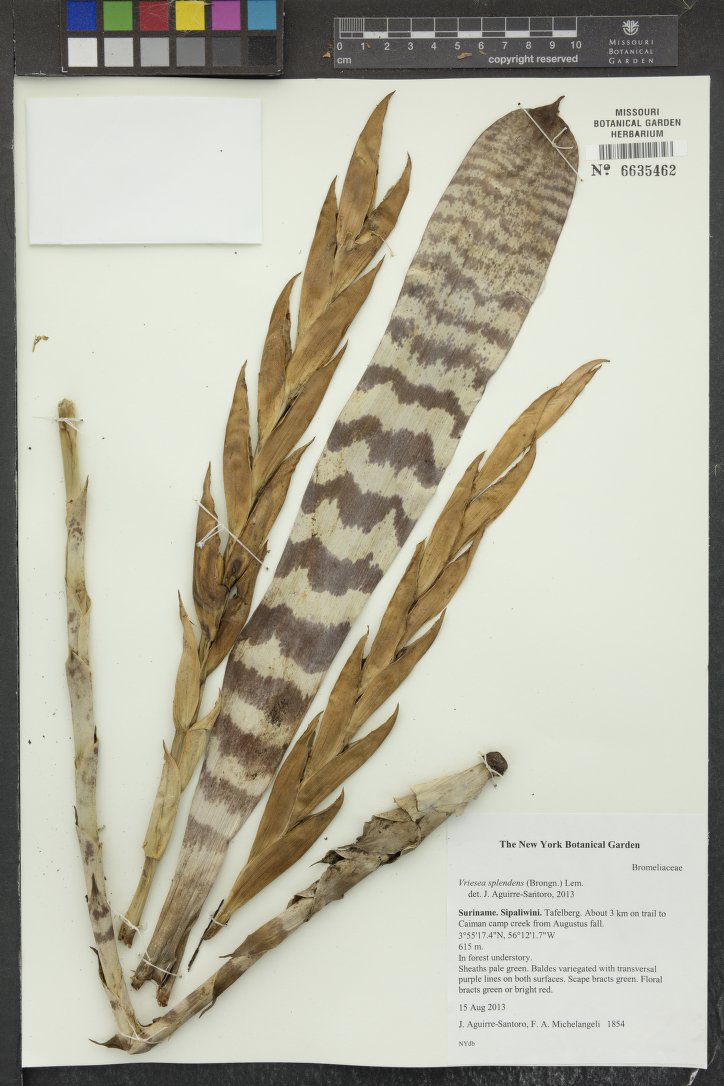 Bromélia Espada-de-fogo (Vriesea)