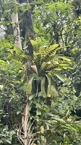 Bromélia Hieroglífica de Vaso