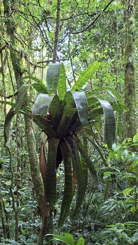 Bromélia Hieroglífica de Vaso