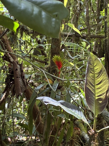 Bromélia Vriesea Garra-de-Lagosta