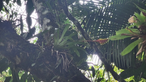 Bromélia Vriesea Garra-de-Lagosta