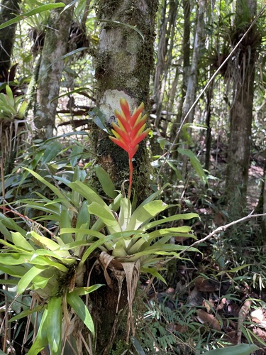 Bromélia Vriesea Garra-de-Lagosta