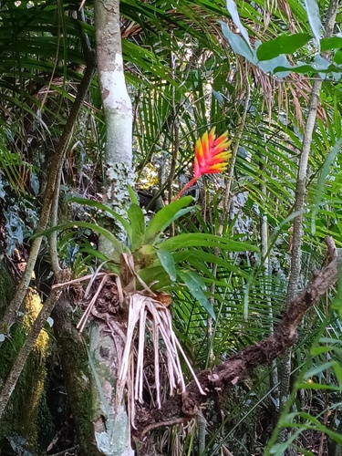 Bromélia Vriesea Garra-de-Lagosta