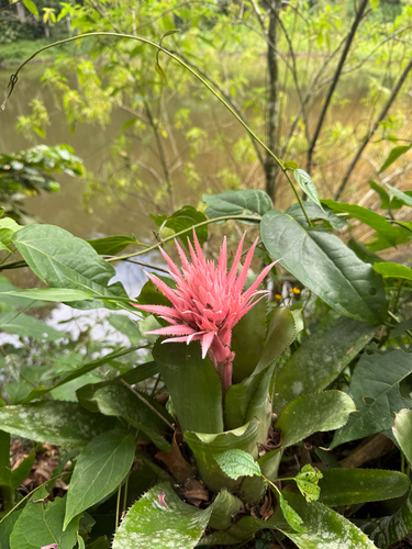 Bromélia Aequimea Rosa de Vaso