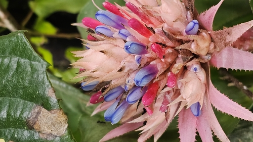Bromélia Aequimea Rosa de Vaso