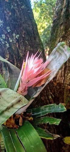 Bromélia Aequimea Rosa de Vaso