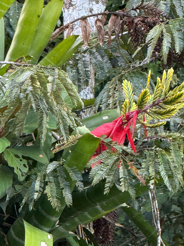 Bromélia Aechmea Chantinii Zebra