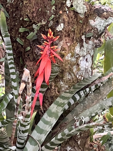 Bromélia Aechmea Chantinii Zebra