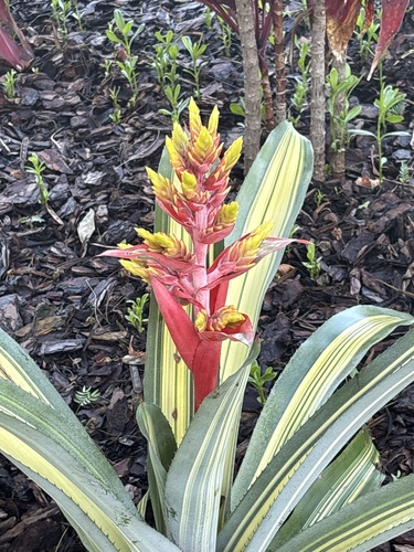 Bromélia Aechmea Chantinii Zebra