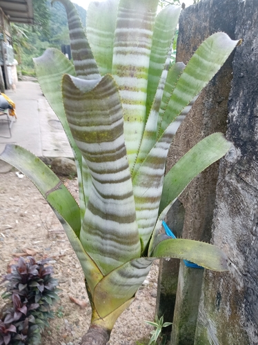 Bromélia Aechmea Chantinii Zebra