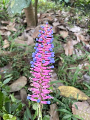 Bromélia Aechmea Foguetinho de Vaso