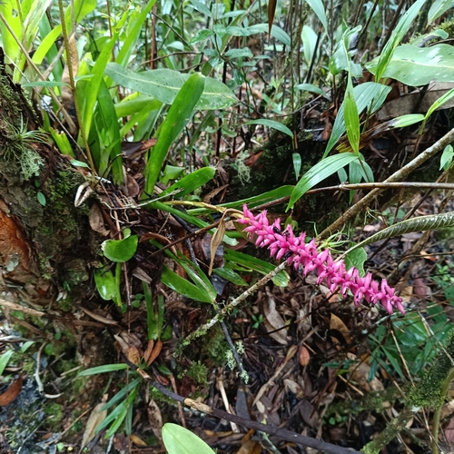 Bromélia Aechmea Foguetinho de Vaso