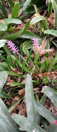 Bromélia Aechmea Foguetinho de Vaso