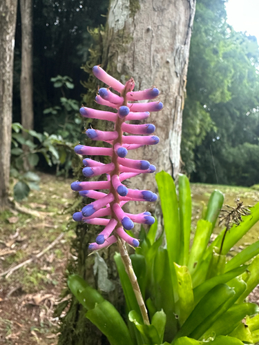 Bromélia Aechmea Foguetinho de Vaso
