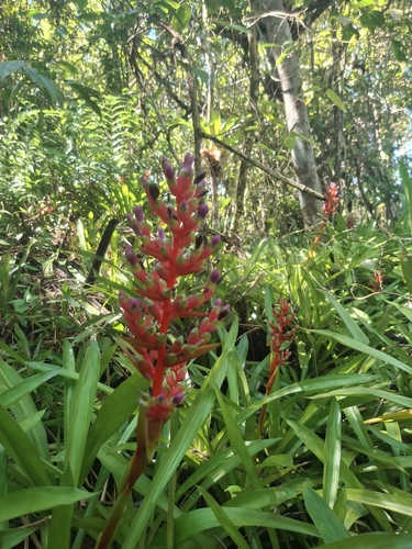 Bromélia Aechmea Weilbachii