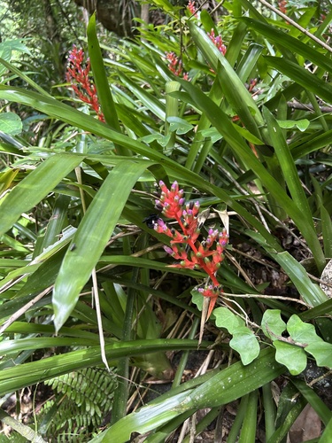 Bromélia Aechmea Weilbachii
