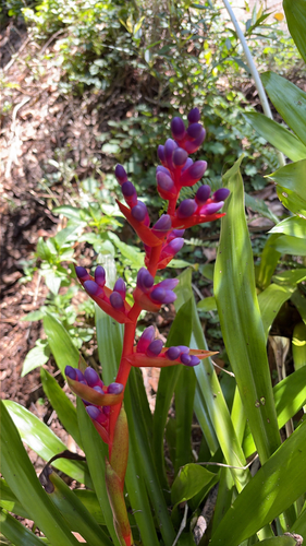 Bromélia Aechmea Weilbachii