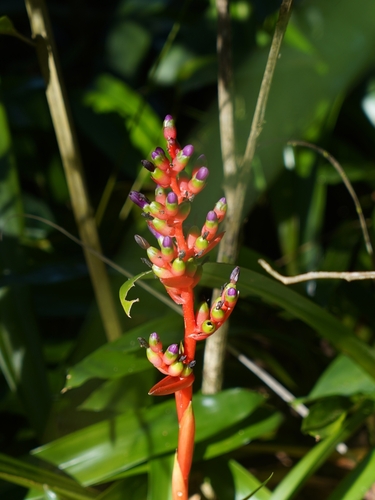 Bromélia Aechmea Weilbachii